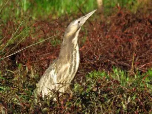 120769706_135179371630132_8562336303764824312_n-300×225