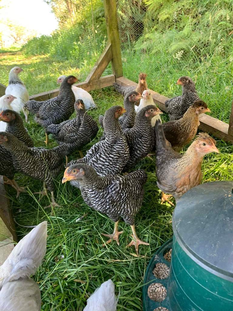 595200190_122183725772377884_8526076350315571561_n