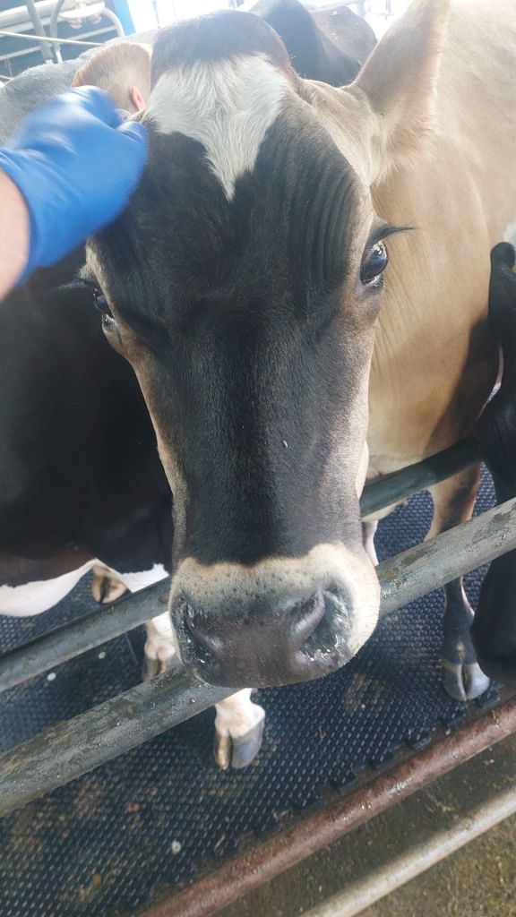 600294914_1247467554072990_8174153377605834559_n