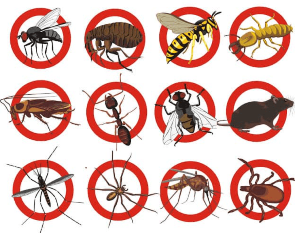 Screenshot 2026-01-31 at 9.15.47 AM